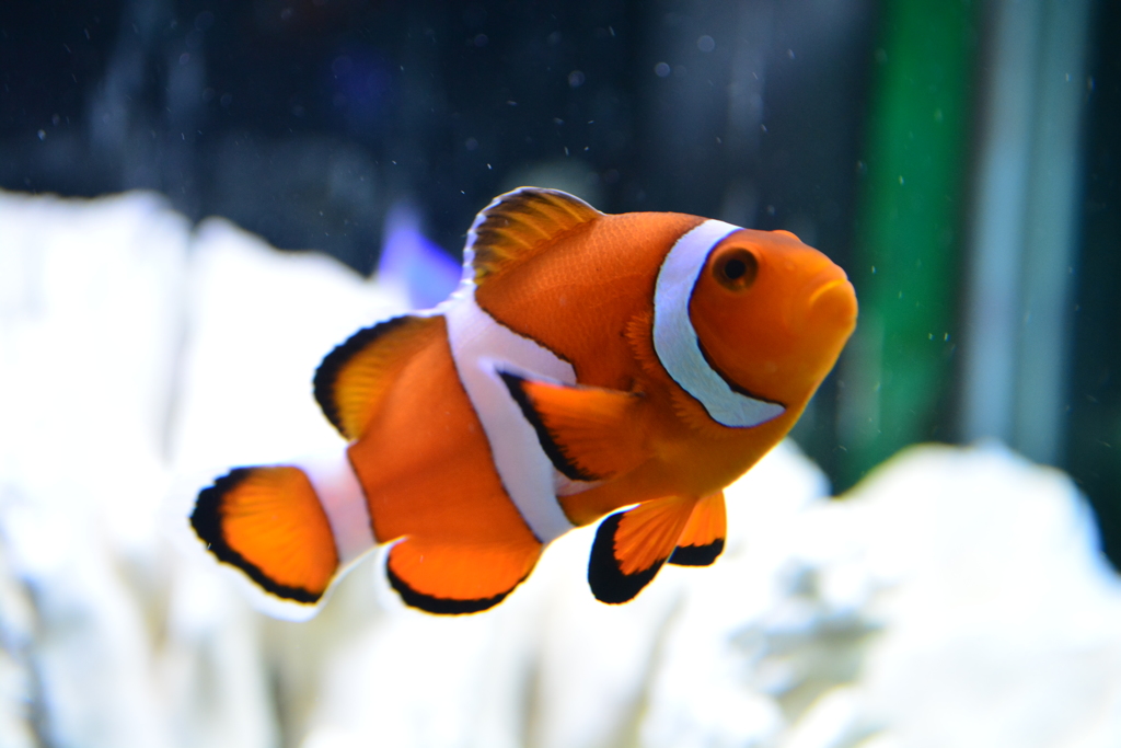 Hello NEMO！