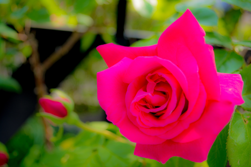 Rose of bibit pink