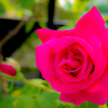 Rose of bibit pink