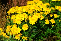 *.＊yellow flower*.＊