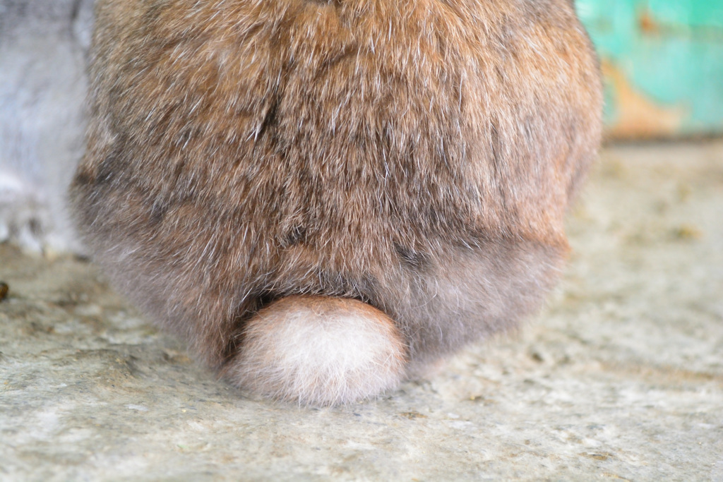 うさもち①