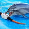 ショーのあとは
