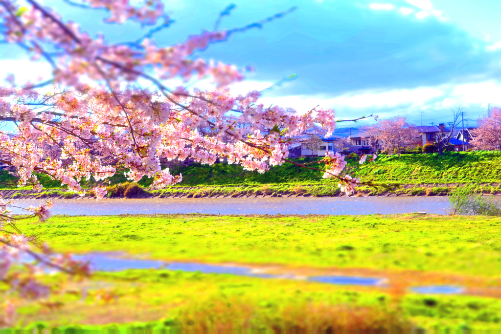Cherry Blossom