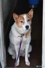 犬