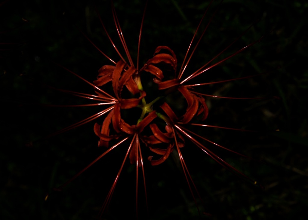 花火みたい