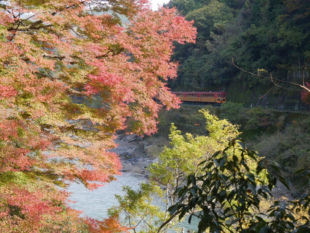 保津峡の紅葉