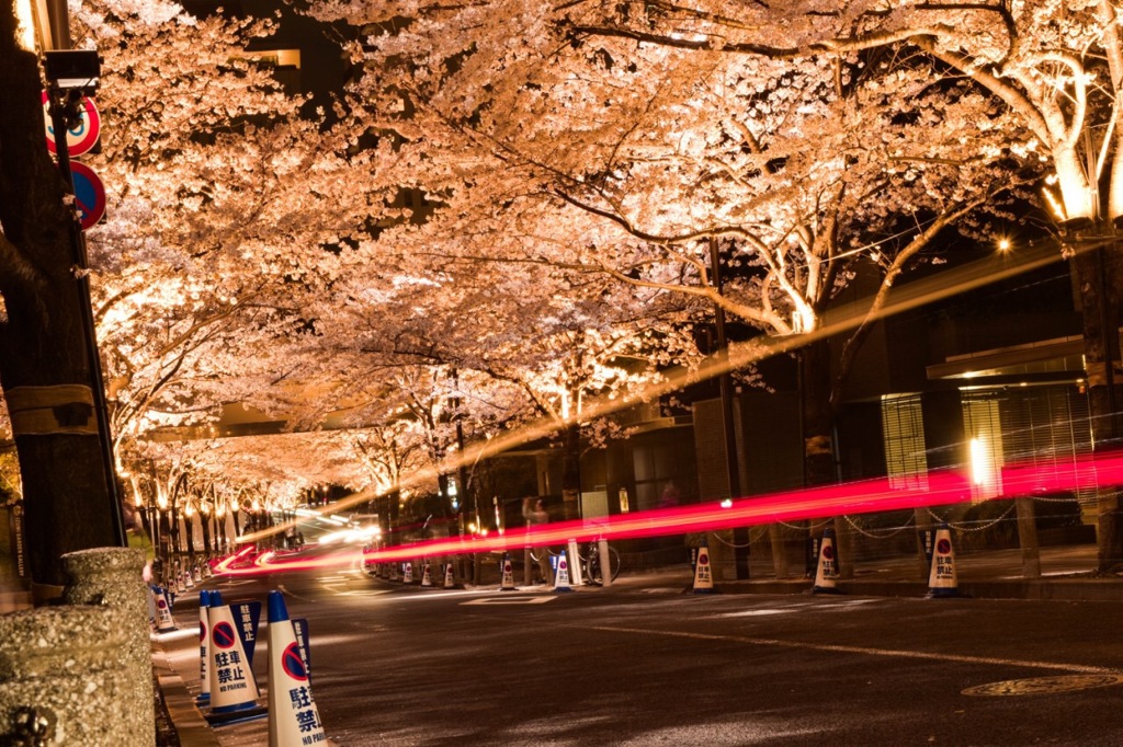 桜街道