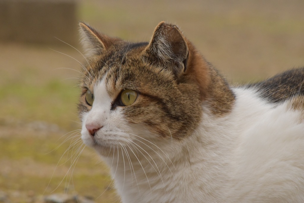 その先に見るものは