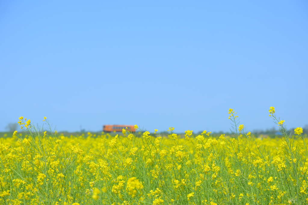 飯詰の春−菜の花−