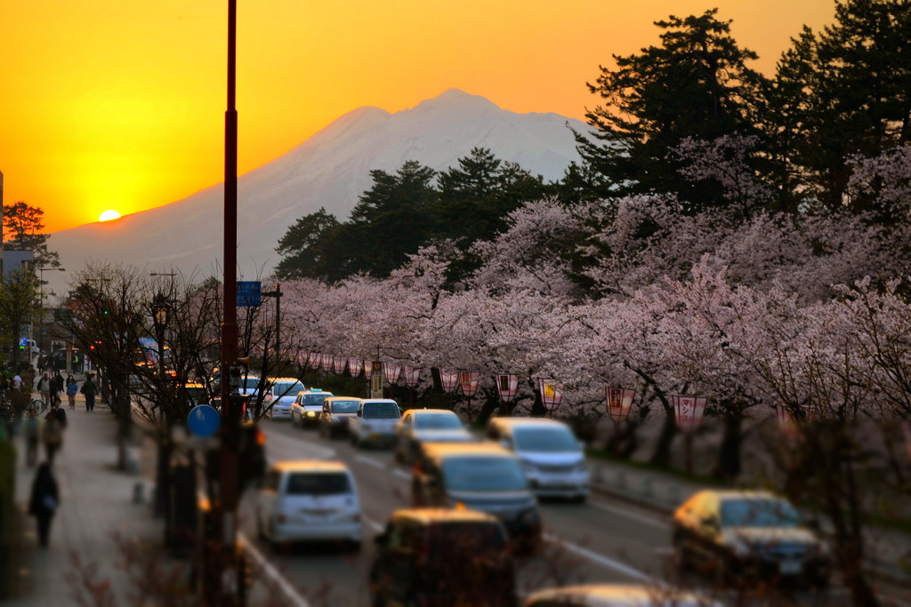 津軽富士と外濠の桜