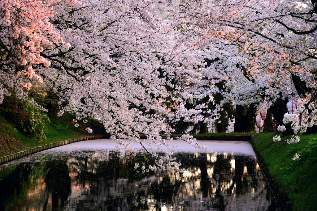 桜に朝陽が灯る頃  