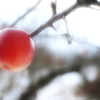 雪の下