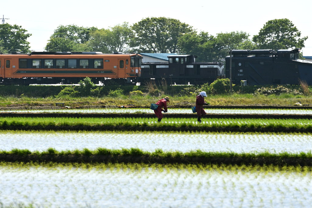 田植えの頃