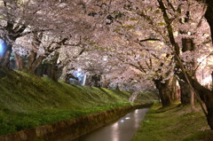 桜のトンネルの川