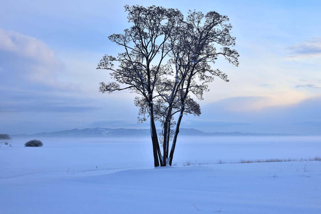 Winter tree