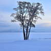Winter tree