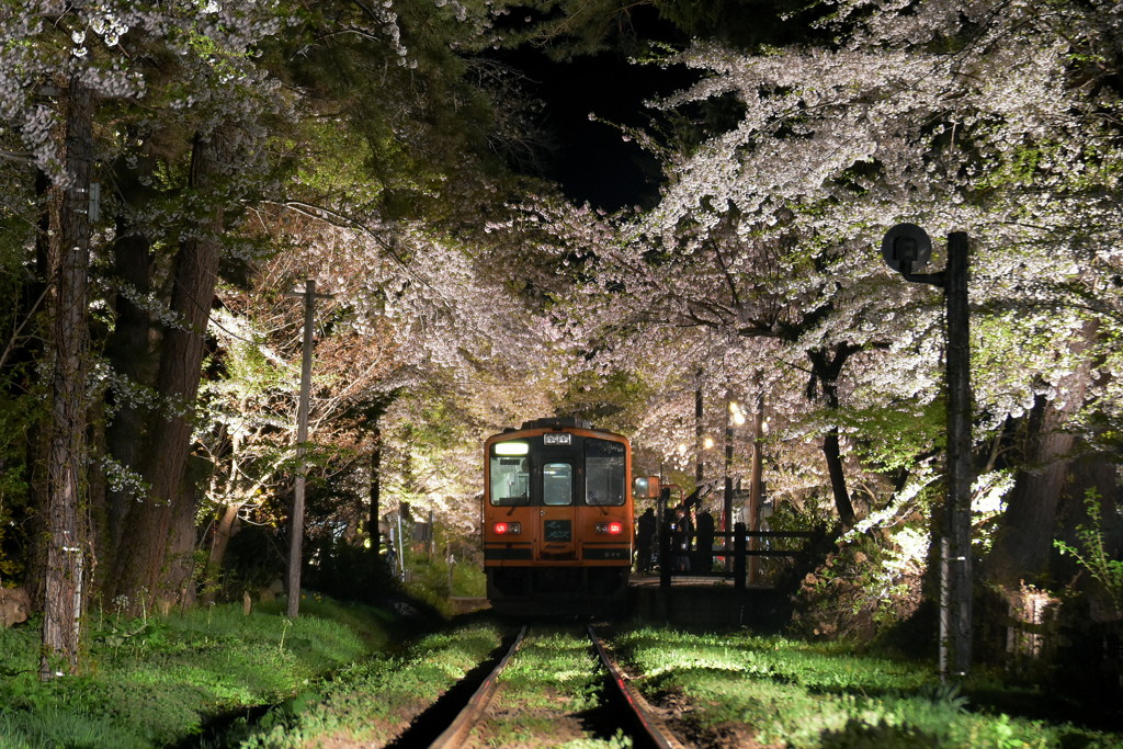 一夜限りの夜桜