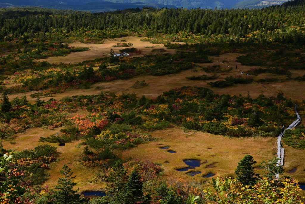 Autumn of wetlands