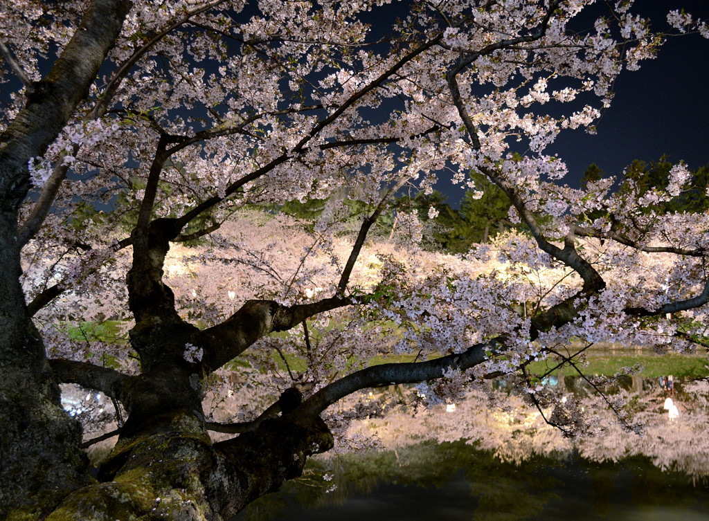 西濠の夜　〜弘前城さくらまつり〜