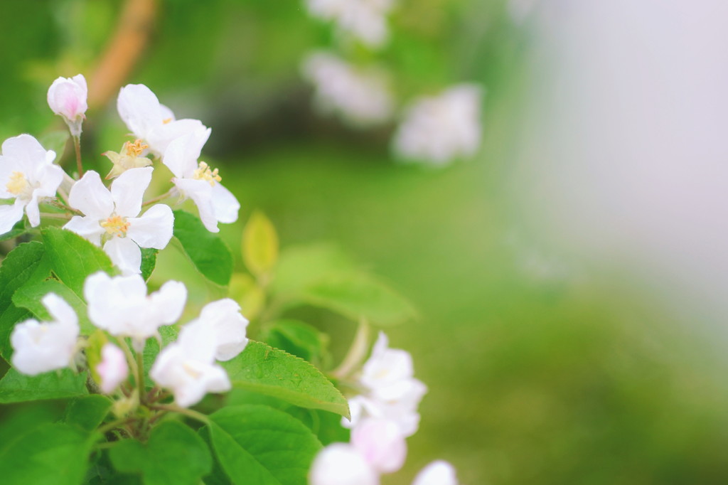つがるの花