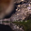 夜桜巡り