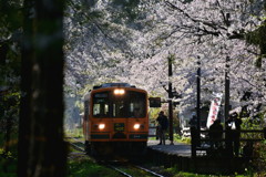 桜の杜