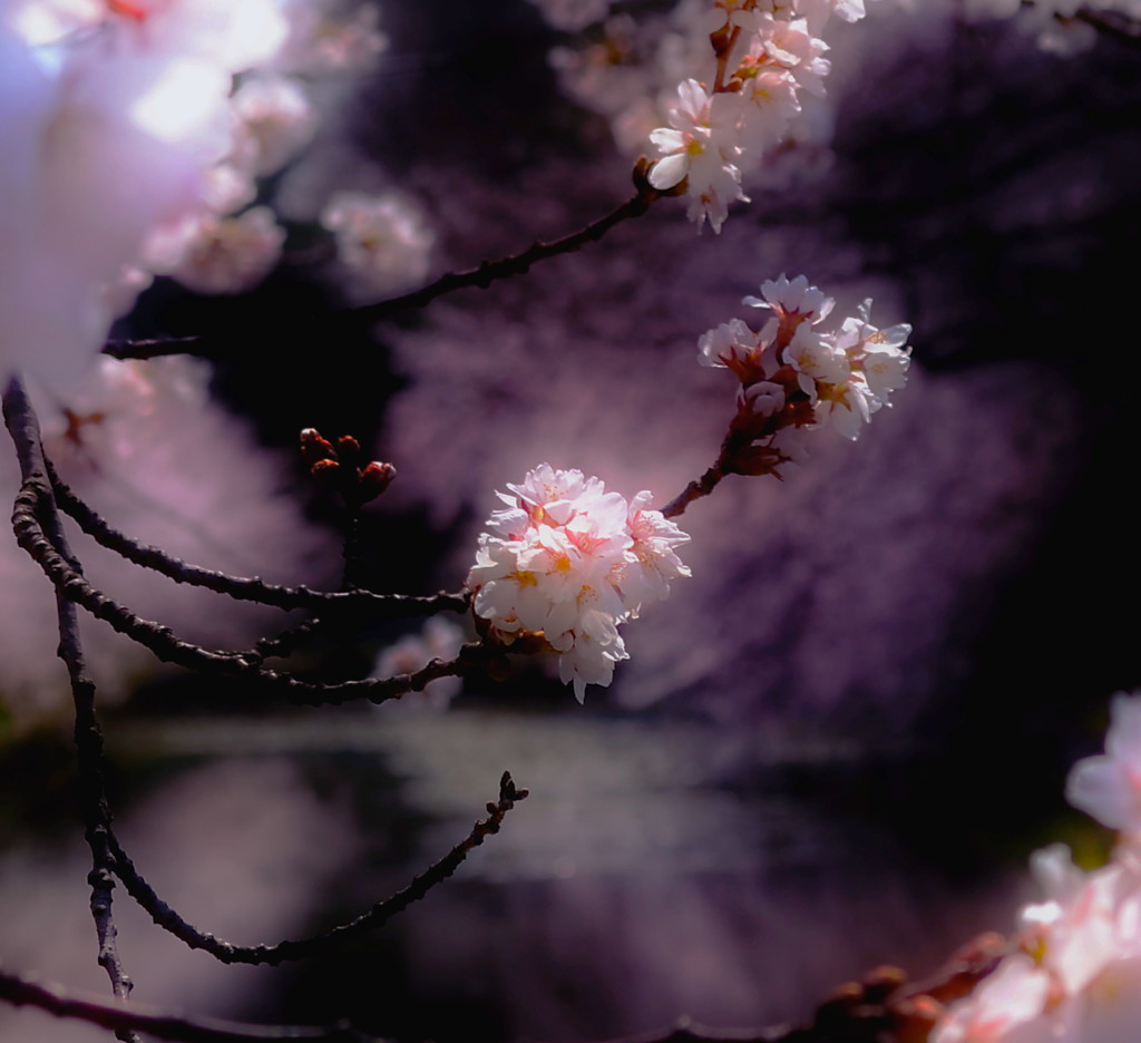 桜玉