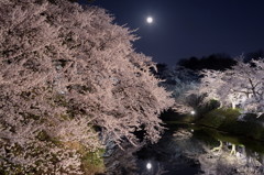 夜桜巡り