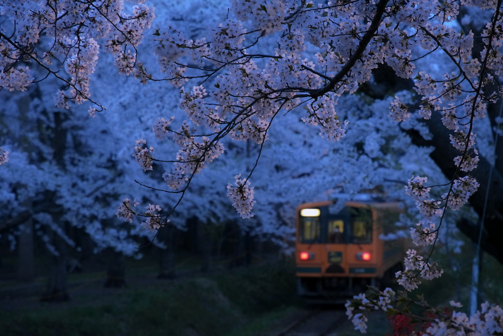 蒼い桜