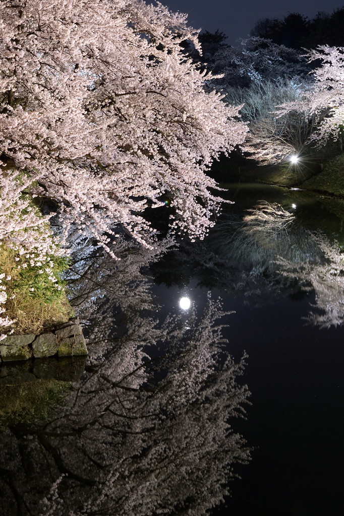 夜桜巡り