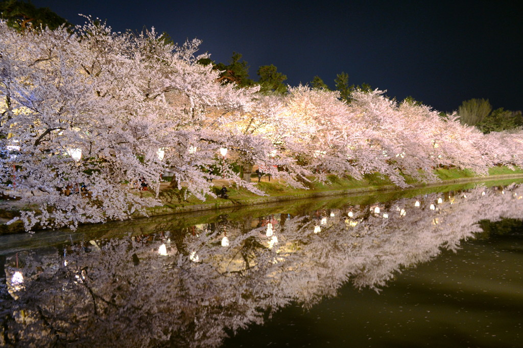 春陽橋から桜のトンネル　