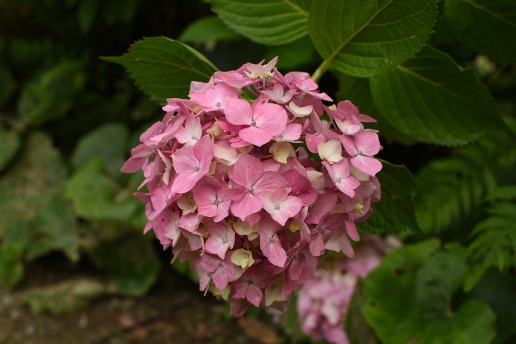 紫陽花