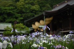 江戸菖蒲と神社