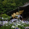 江戸菖蒲と神社