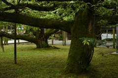 苔木
