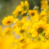 Nothing but Yellow