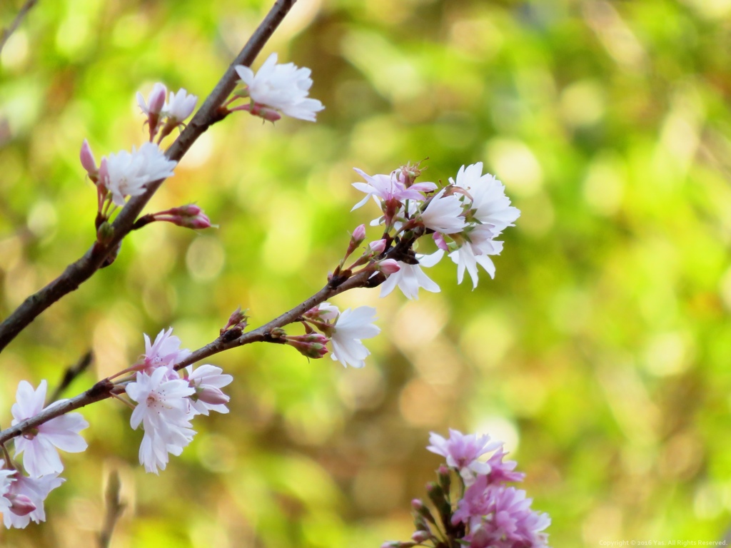 寒桜 Ⅲ