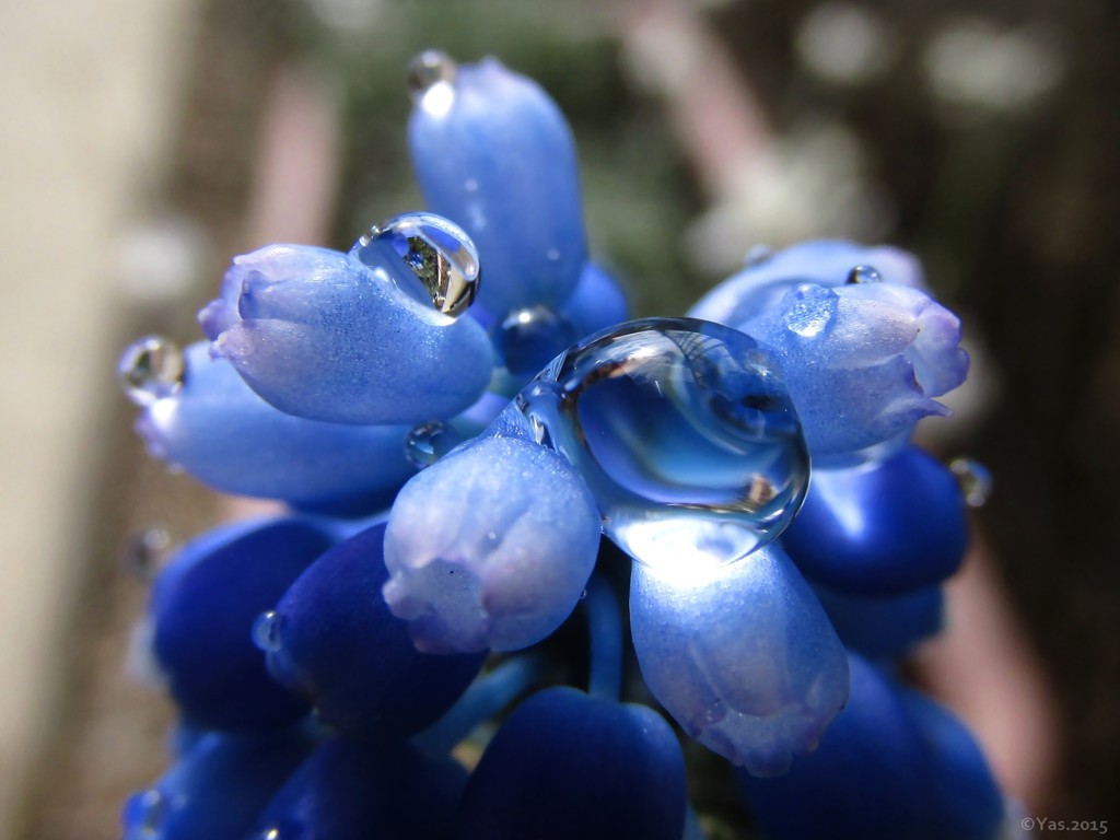 Rainy Blue