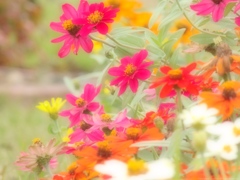 Rough Garden