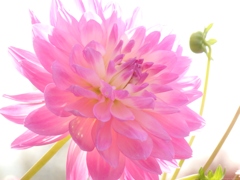 Dahlia
