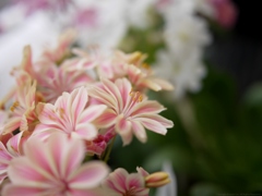 Lewisia