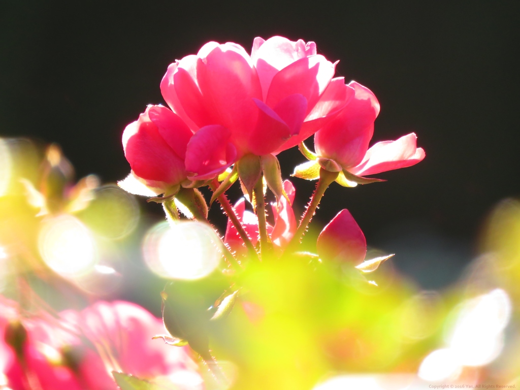 花束を君に