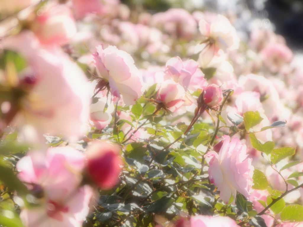 Wintry Roses