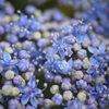 Popcorn Flowers