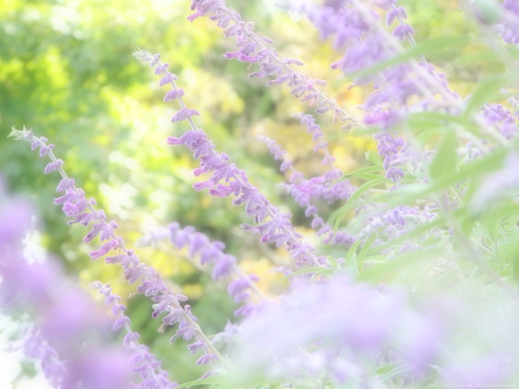 Amethyst Sage