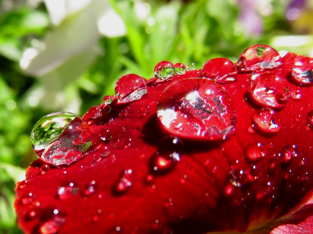 Shiny Red