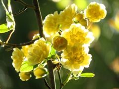 Rosa banksiae