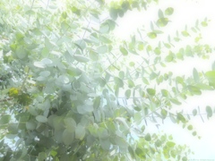 Light as a Feather