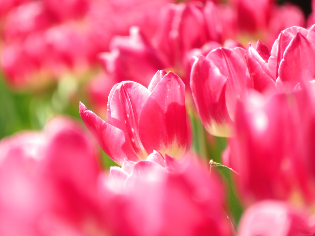 Rouge