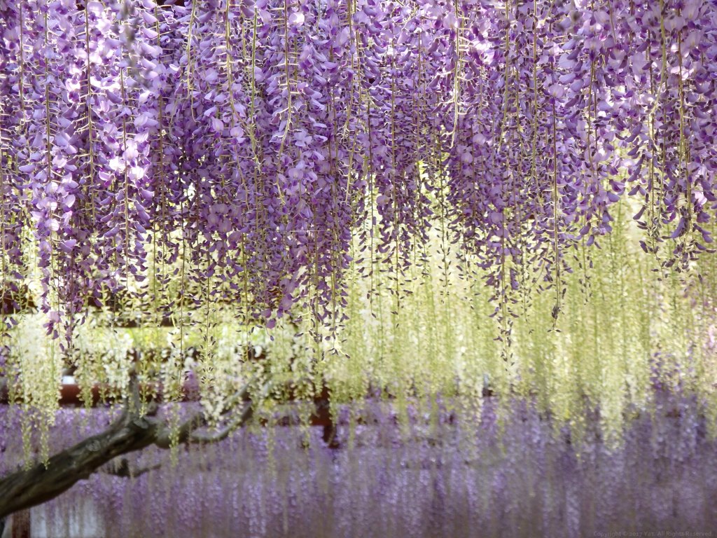 Wisteria Ⅱ